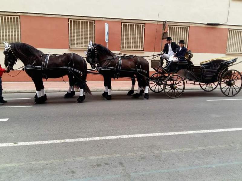 Alquiler de carruaje de frisonas para eventos - Caballos Pura Raza Española (P.R.E.) Frisón
