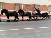Alquiler de carruaje de frisonas para eventos