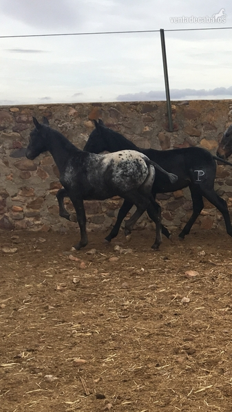 Cruzado {TYPE}