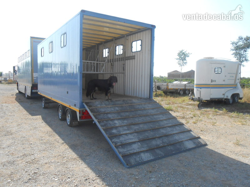 Remolques de caballos - Remolque Profesional para Transporte de 4 Caballos in 