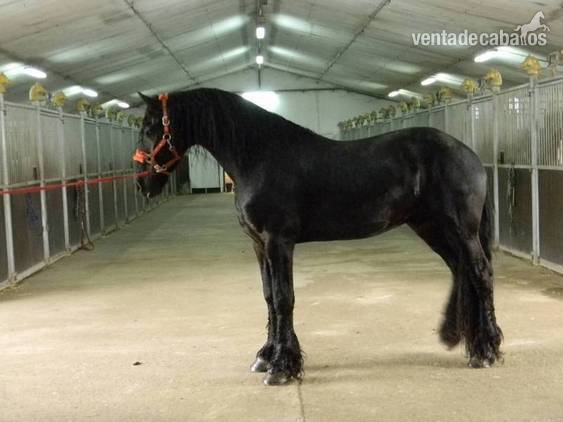 FRISONES EN VENTA  in 
