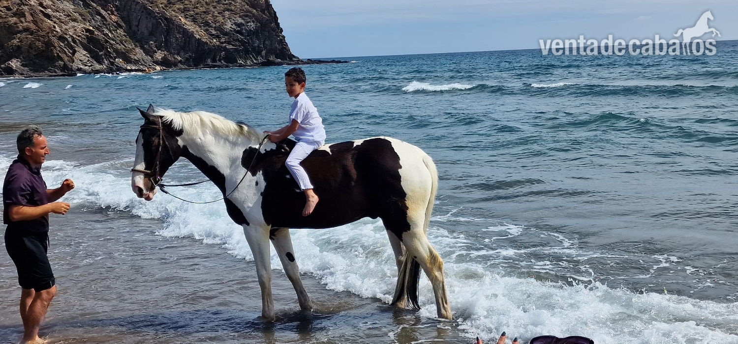 Caballos Capados EMPTY - Kwpn pintoen venta