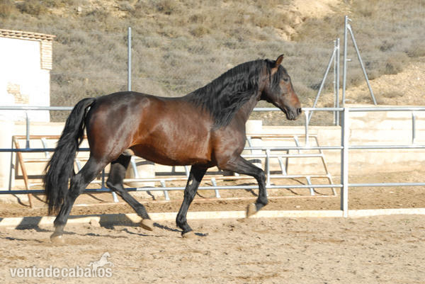 Ikaro Caballo PRE in 