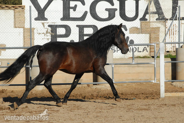 Caballos Pura Raza Española (P.R.E.) Pura Raza Española - Ikaro Caballo PRE