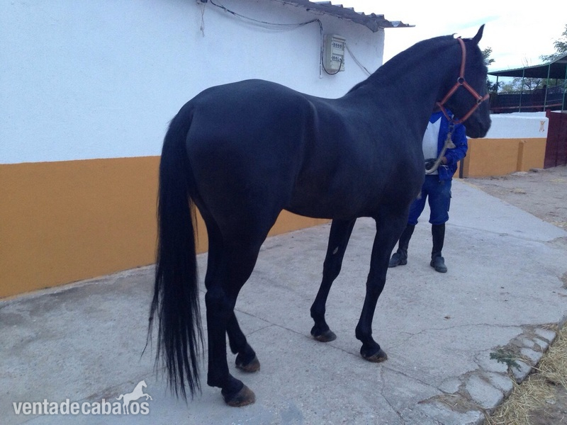 Tenemos potros y caballos domados en venta in 
