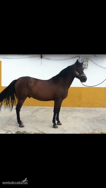 Lusitano