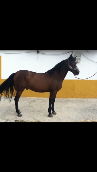 Lusitano
