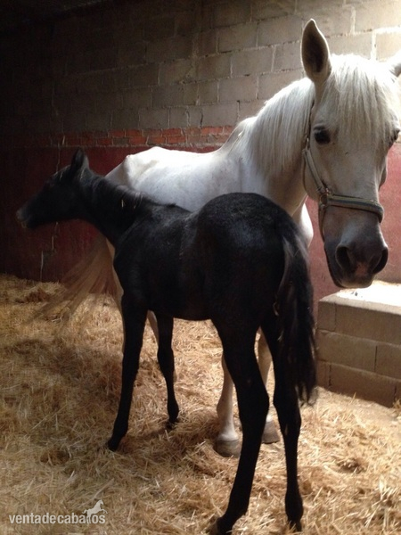 Lusitano {TYPE}