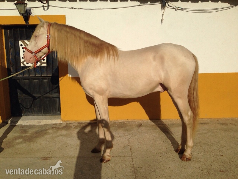 Potros Lusitano - Tenemos potros y caballos domados en venta