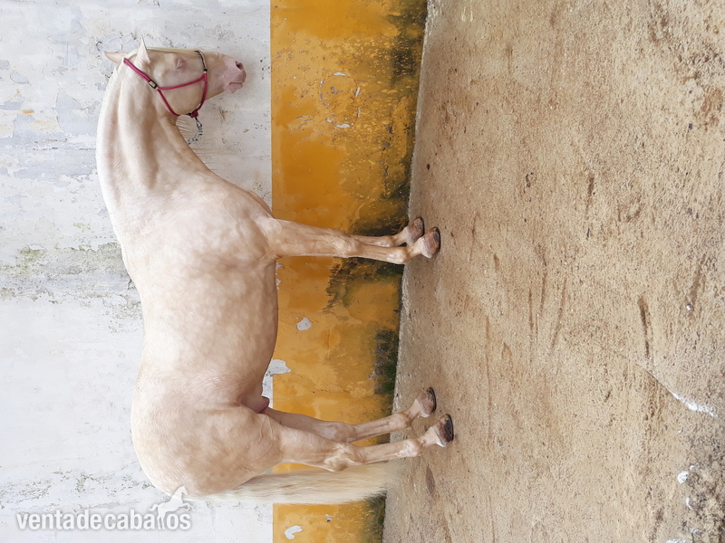Vendo macnifico albino in 