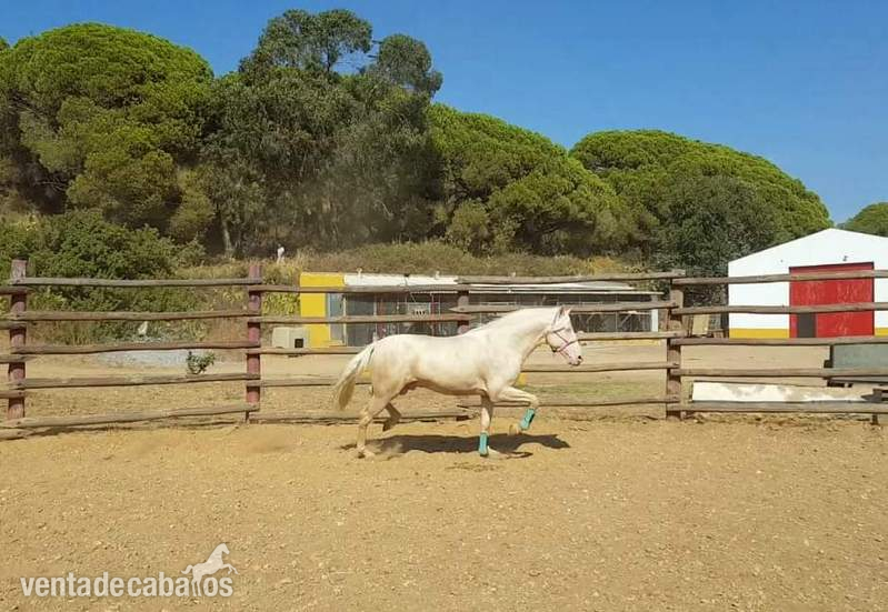 Busco/Cambio/Cedo Caballo Barb español - Vendo macnifico albino
