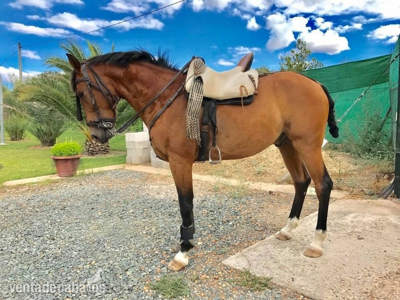 Caballo capado hispano arabe castaño in 