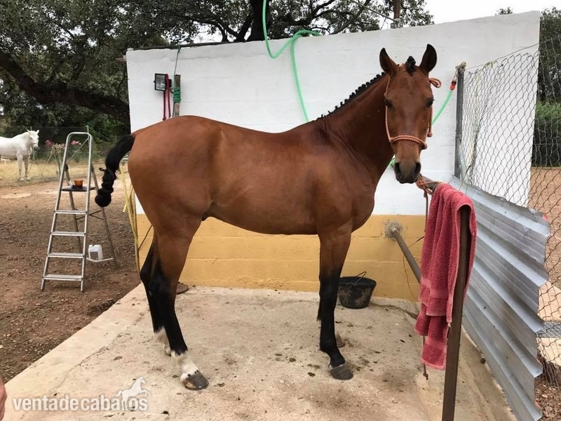 Hispano-Arabe