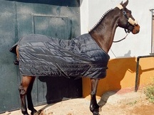 Cesion caballo completa