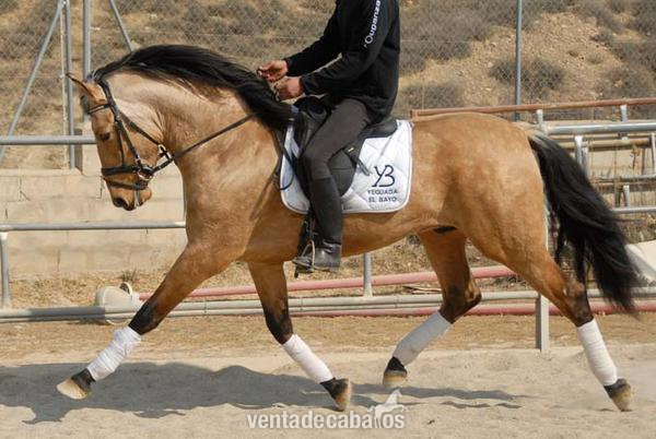 Caballos PRE Baya in 
