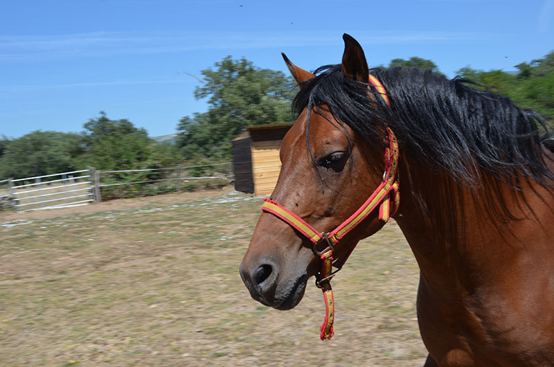 CABALLO CRUZADO CAPA CASTAÑA in 