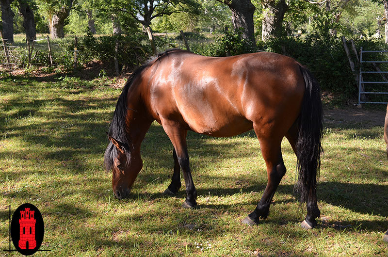 Caballos Capados Cruzado - CABALLO CRUZADO CAPA CASTAÑA