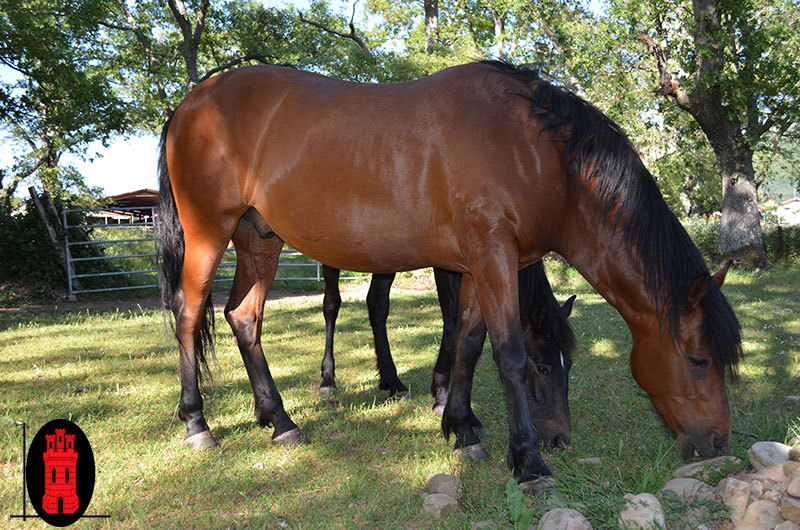 CABALLO CRUZADO CAPA CASTAÑA - Caballos Capados Cruzado