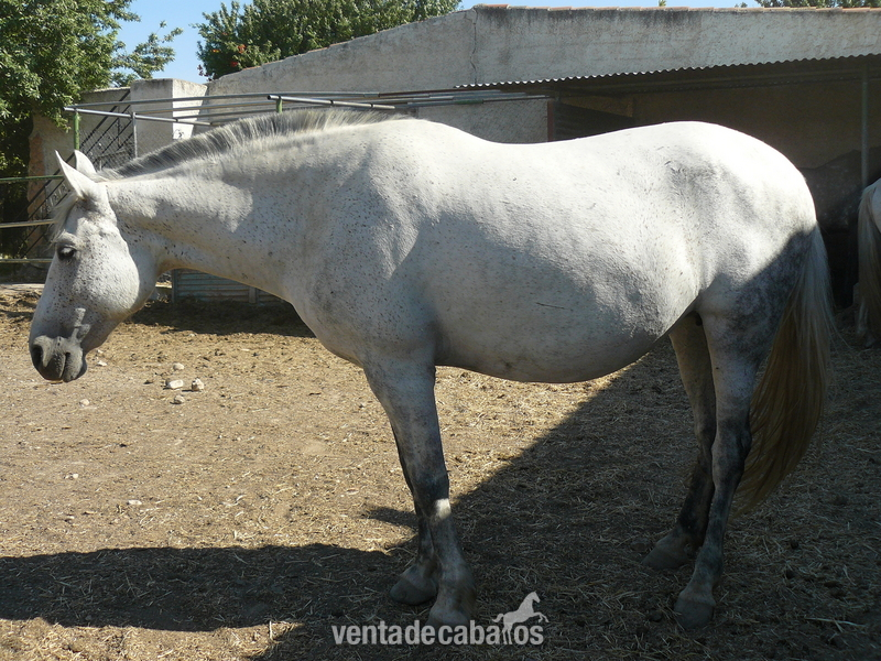 VENTA DE CABALLOS Y CUBRICIONES P. R. E - Caballos Pura Raza Española (P.R.E.) in 