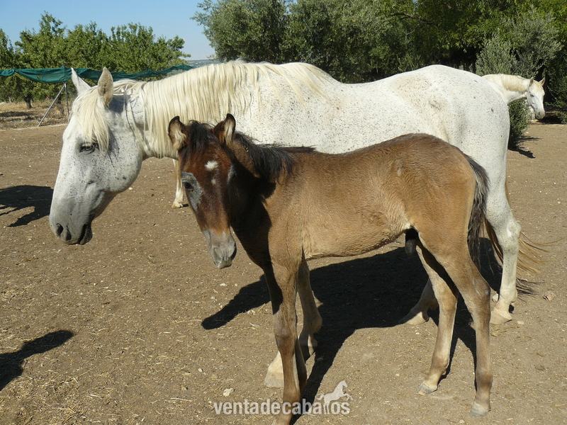 VENTA DE CABALLOS Y CUBRICIONES P. R. E - Caballos Pura Raza Española (P.R.E.)