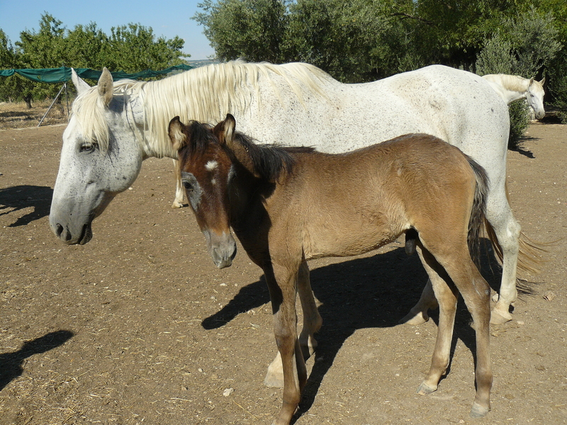 VENTA DE CABALLOS Y CUBRICIONES P. R. E - Caballos Pura Raza Española (P.R.E.)