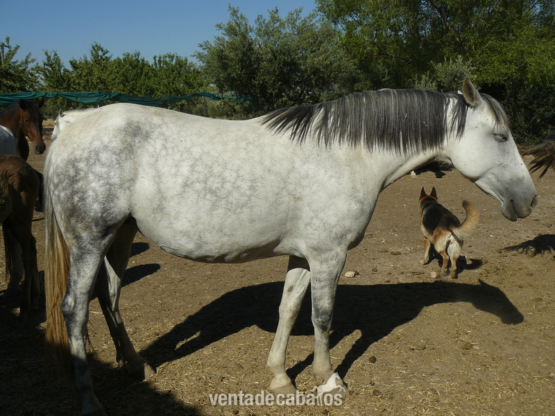 VENTA DE CABALLOS Y CUBRICIONES P. R. E 