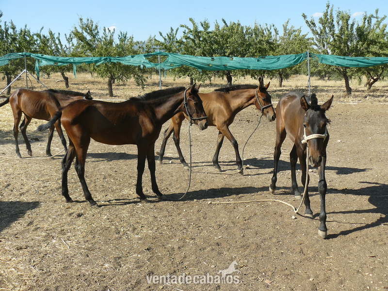 Caballos Pura Raza Española (P.R.E.) - VENTA DE CABALLOS Y CUBRICIONES P. R. E