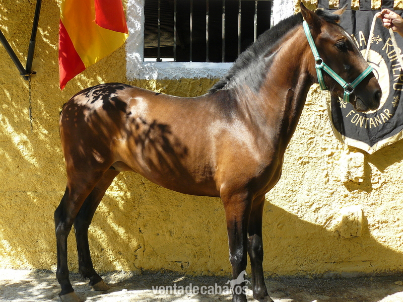 Caballos Pura Raza Española (P.R.E.) Pura Raza Española - VENTA DE CABALLOS Y CUBRICIONES P. R. E
