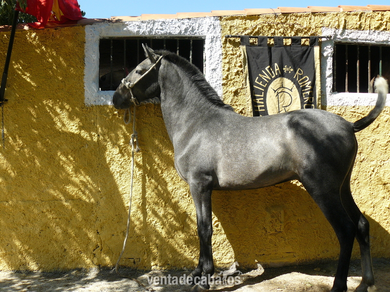 VENTA DE CABALLOS Y CUBRICIONES P. R. E - Caballos Pura Raza Española (P.R.E.) Pura Raza Española