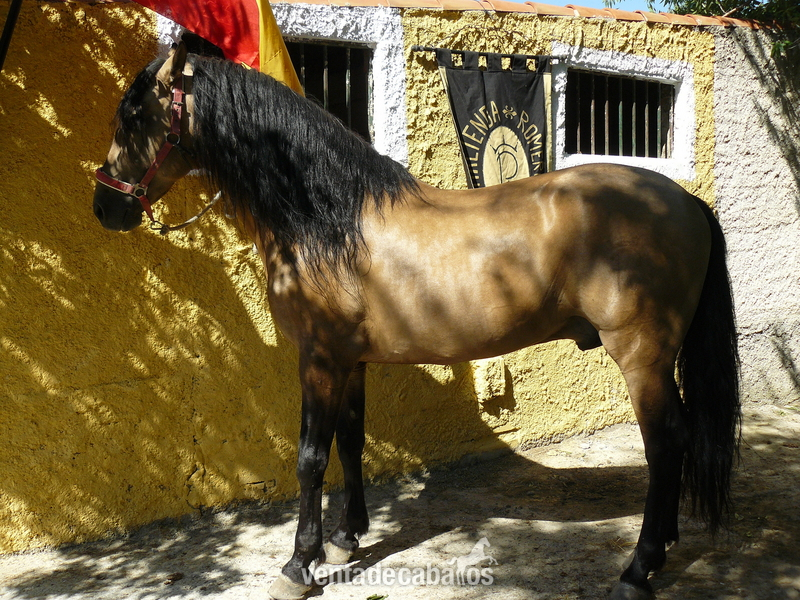 VENTA DE CABALLOS Y CUBRICIONES P. R. E - Pura Raza Española
