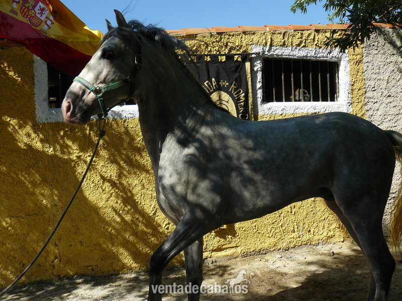 VENTA DE CABALLOS Y CUBRICIONES P. R. E - Caballos Pura Raza Española (P.R.E.)