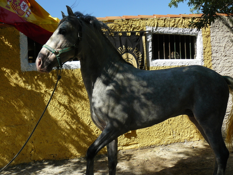 VENTA DE CABALLOS Y CUBRICIONES P. R. E - Caballos Pura Raza Española (P.R.E.)