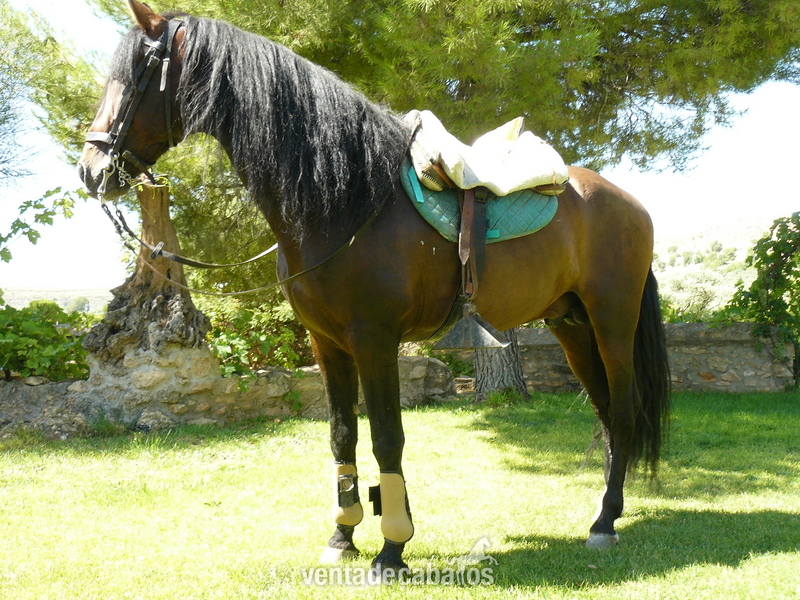 VENTA DE CABALLOS Y CUBRICIONES P. R. E