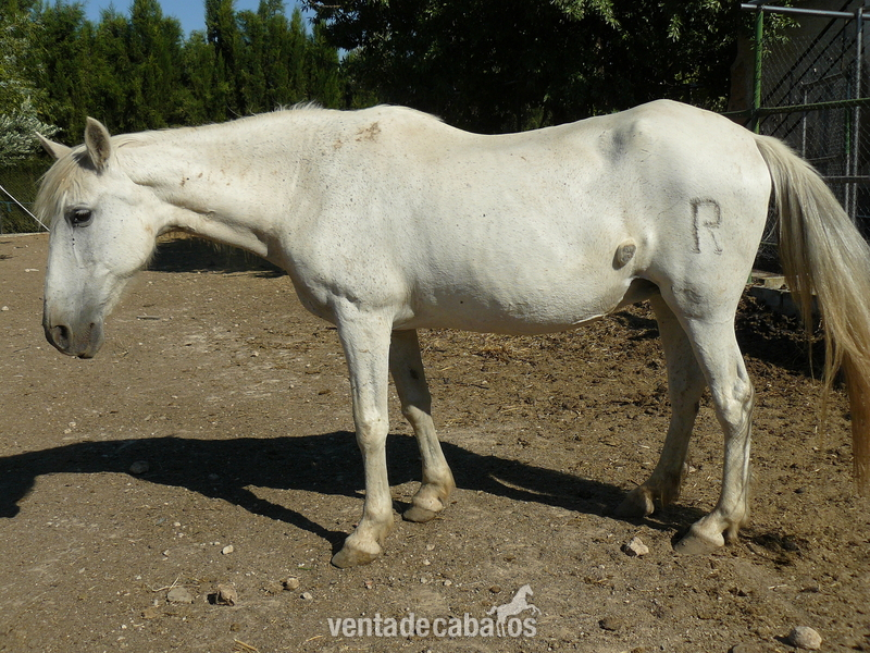  VENTA DE CABALLOS Y CUBRICIONES P. R. E