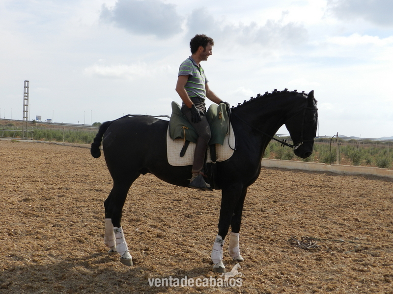 VENDO CABALLO DE DEPORTE in 