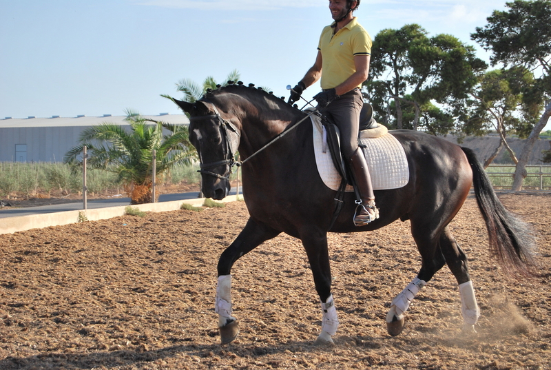 Caballo de Deporte Español (CDE)