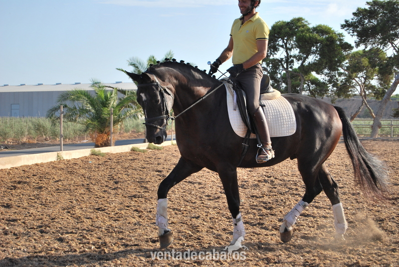 Caballo de Deporte Español (CDE)