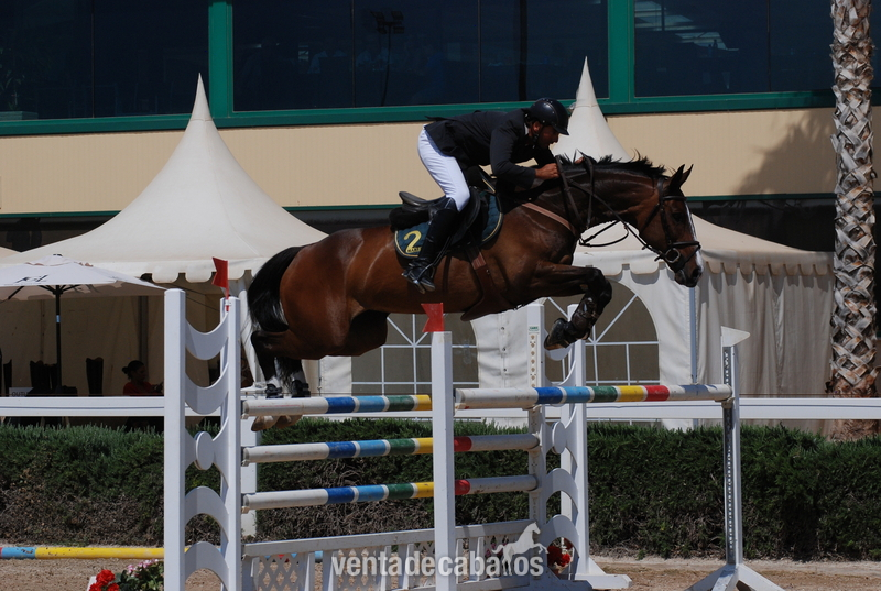 CABALLOS DE SALTO!! TODOS LOS NIVELES!! in 