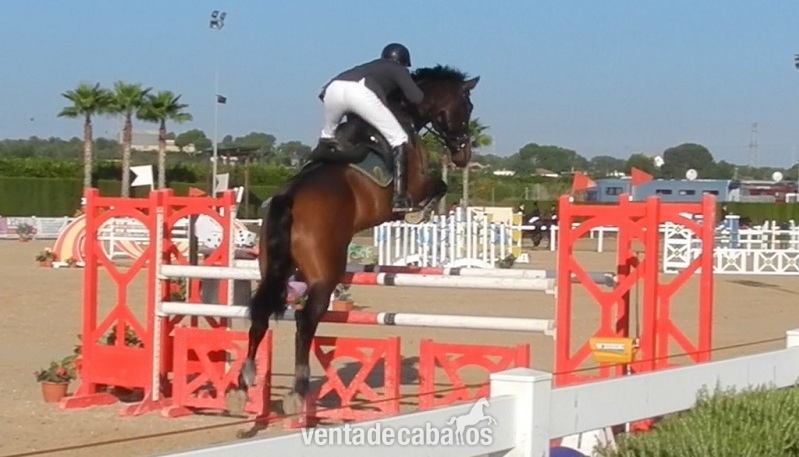 Caballo de Deporte Español (CDE)