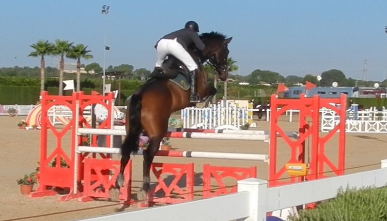 Caballo de Deporte Español (CDE)