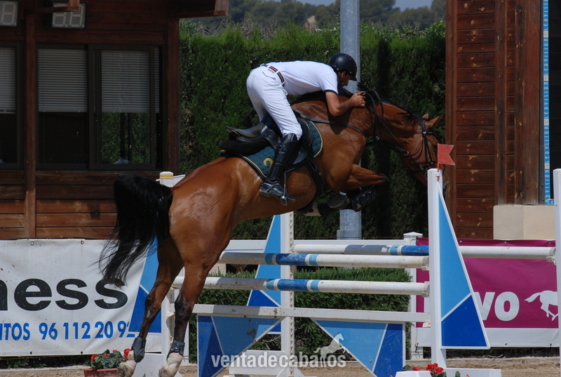 Caballo de Deporte Español (CDE) {TYPE}