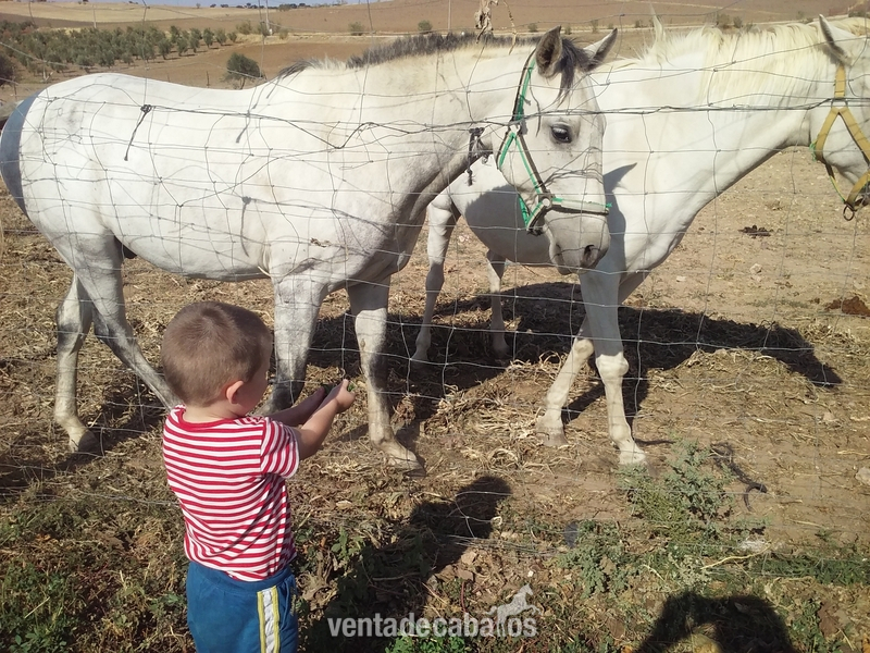 Caballo capado de seis años in 