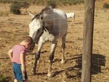 Caballo capado de seis años