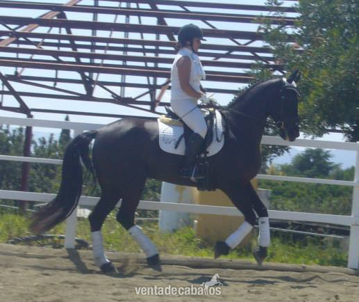 HISPANO HOLANDESA