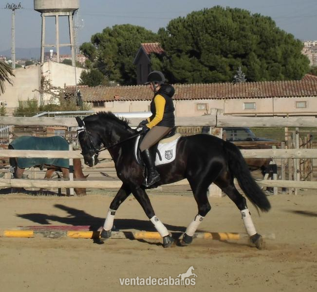 HISPANO HOLANDESA {TYPE}