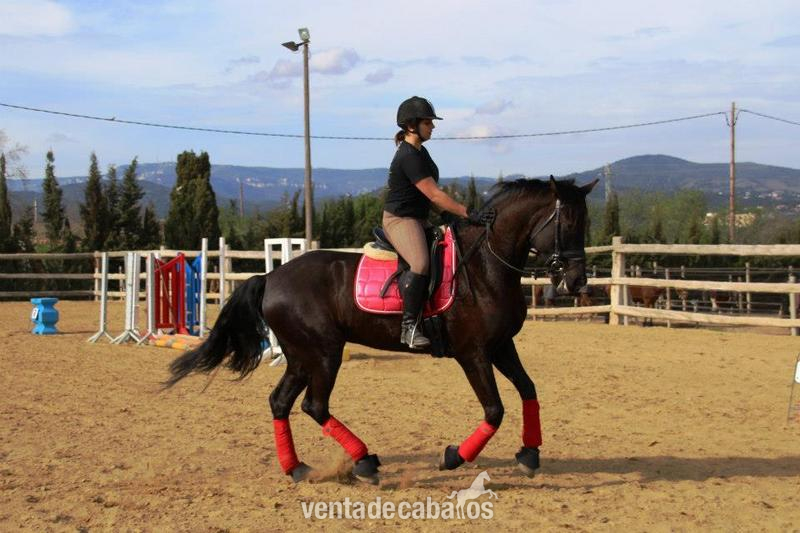 Yeguas HISPANO HOLANDESA - EN VENTA YEGUA CDE