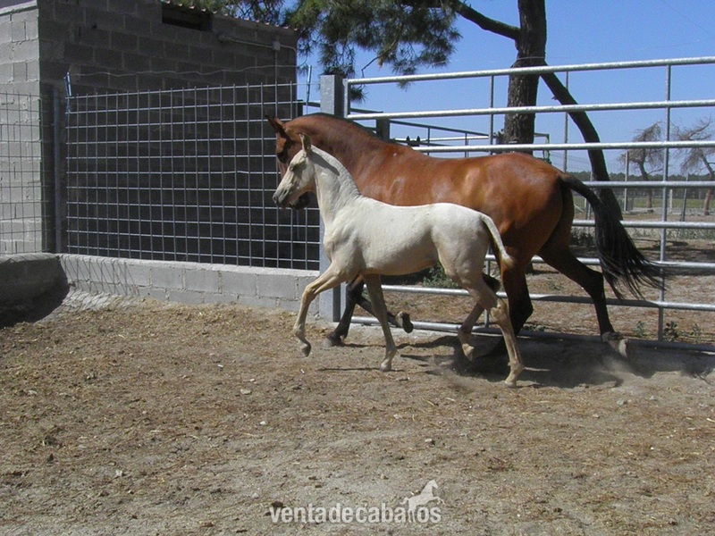 Caballos Pura Raza Española (P.R.E.) PRE - PRE AG FARAONA