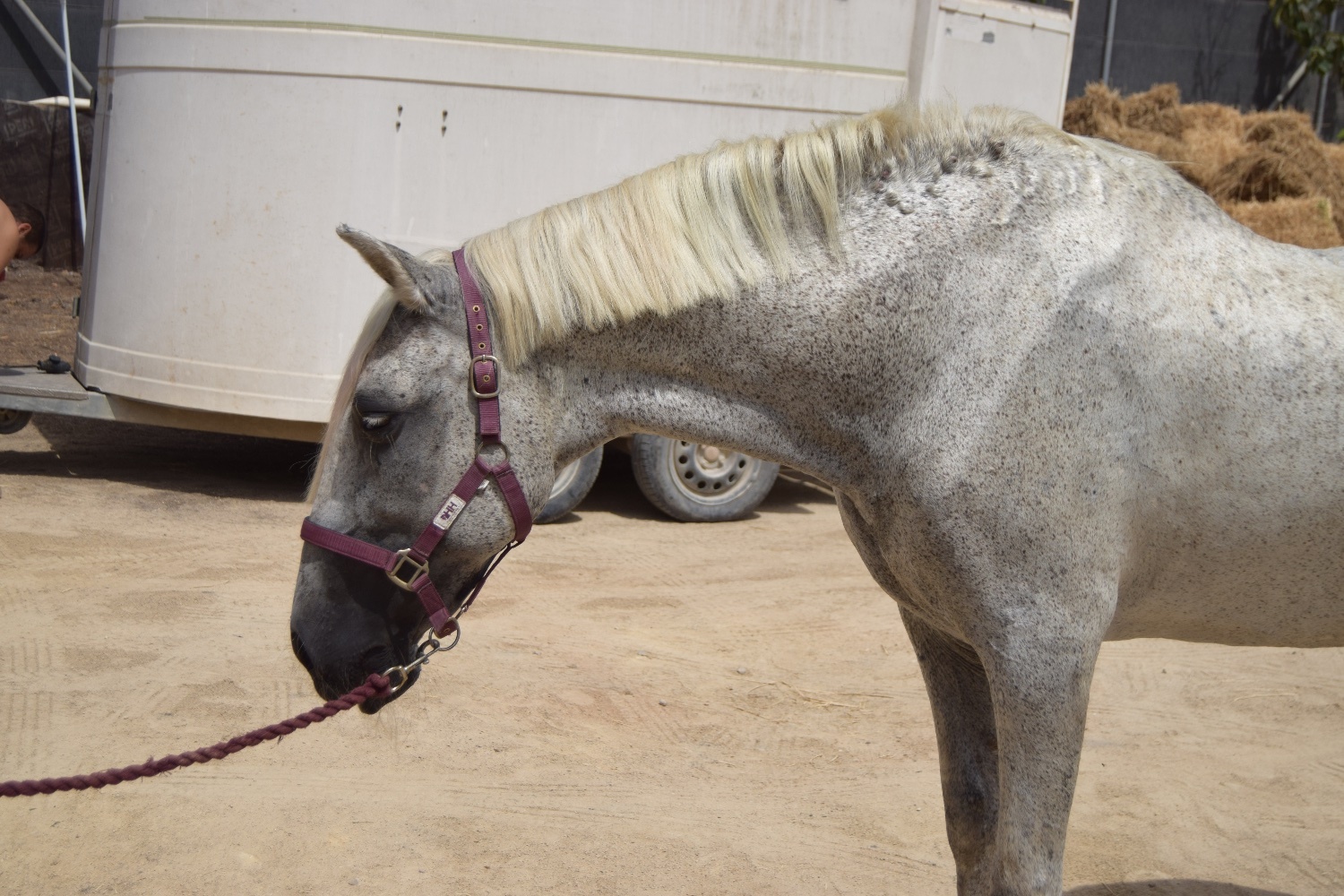 Caballos Pura Raza Española (P.R.E.) EMPTY - Yegua PRE 22 años