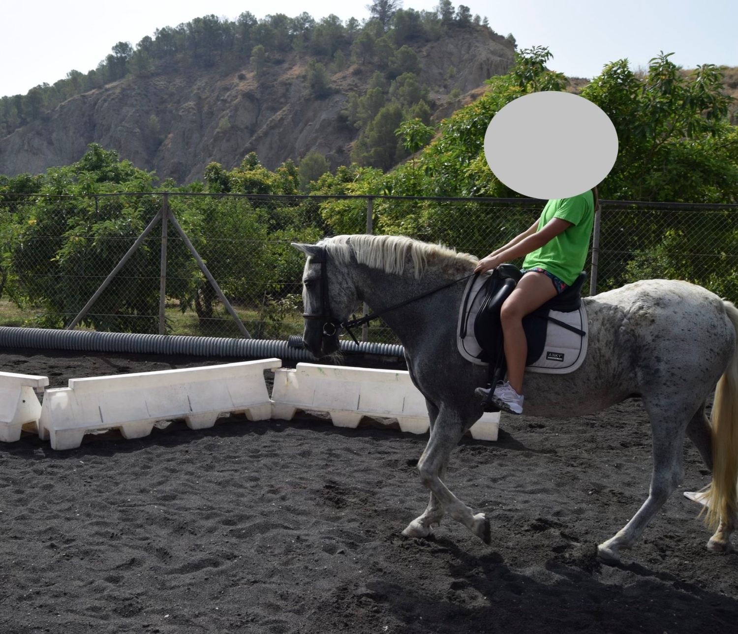 Yegua PRE 22 años - Caballos Pura Raza Española (P.R.E.)