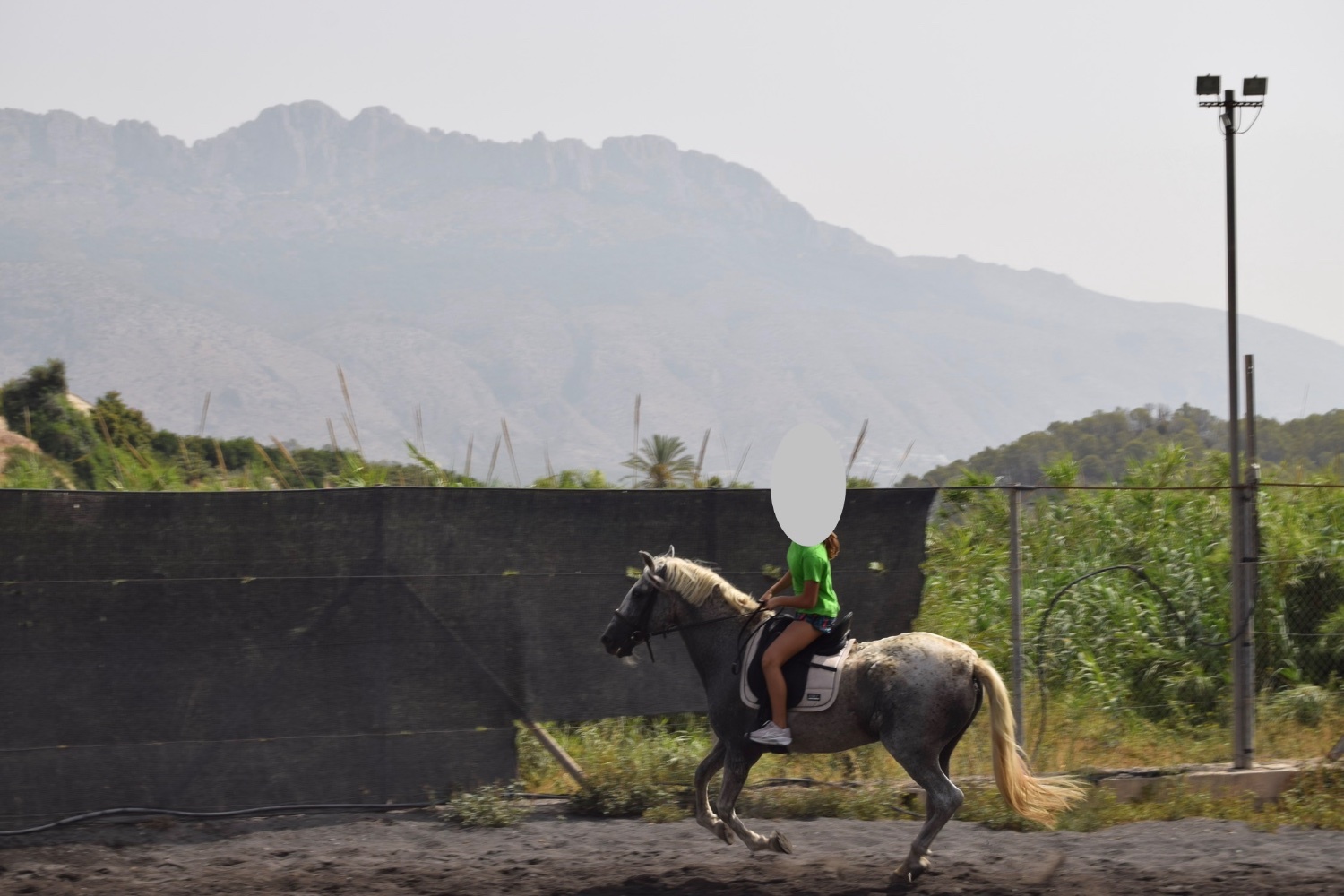 Yegua PRE 22 años - Caballos Pura Raza Española (P.R.E.) in 